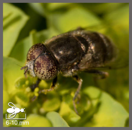 Eristalinus aeneus