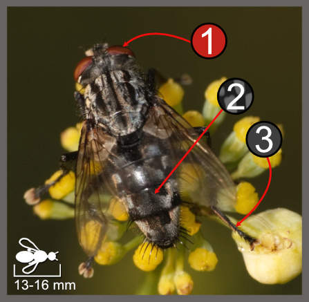 Sarcophaga sp.