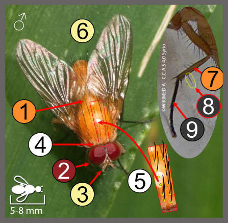 Phaonia pallida