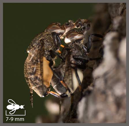 Platystoma lugubre