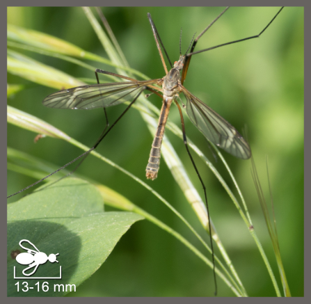 Tipule printanière - Tipula vernalis