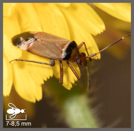 Adelphocoris vandalicus