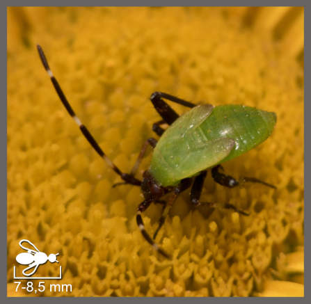 Adelphocoris vandalicus