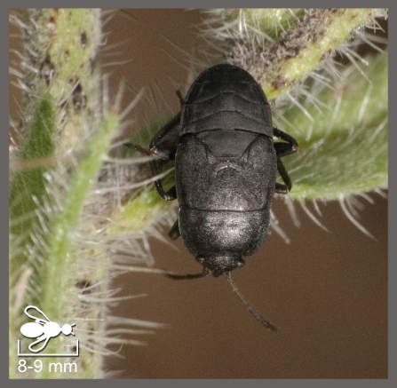 Aellopus atratus