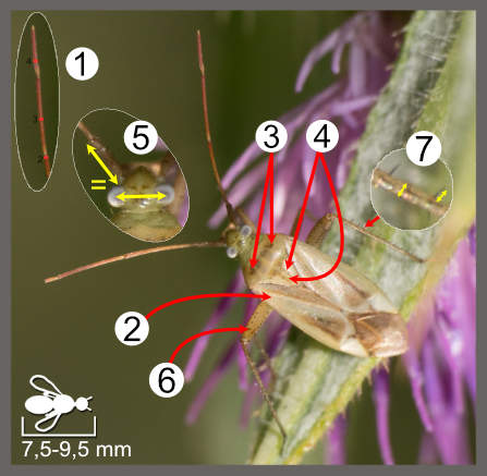 Adelphocoris lineolatus