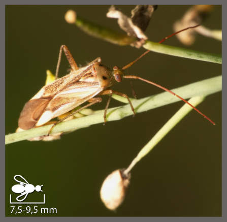 Capside des légumineuses