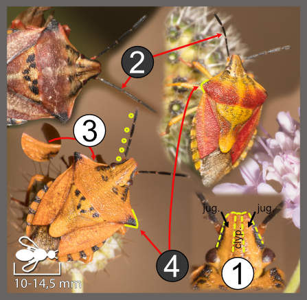 Carpocoris sp.