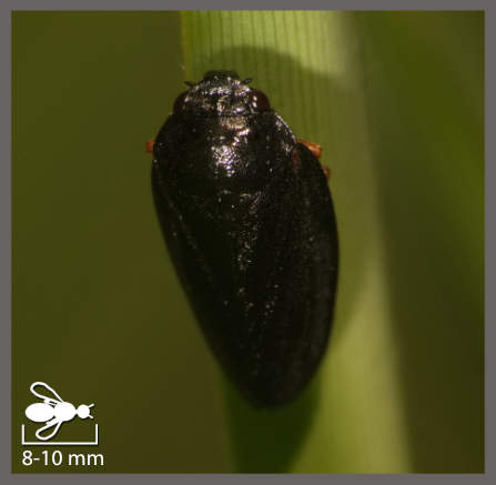 Cercope intermédiaire