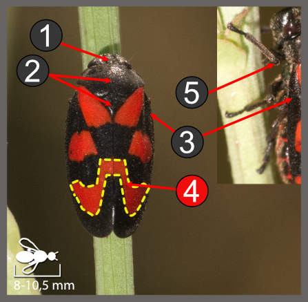 Cercopis vulnerata