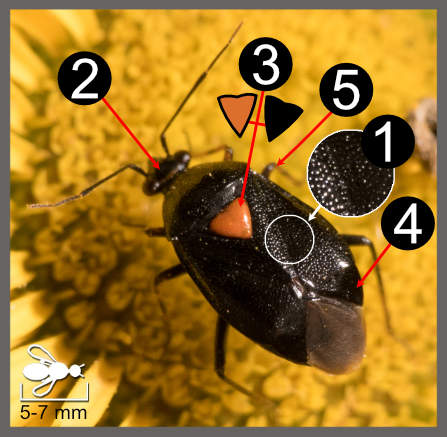 Deraeocoris ribauti