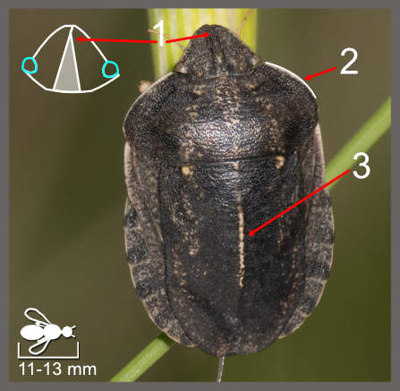 Eurygaster austriaca
