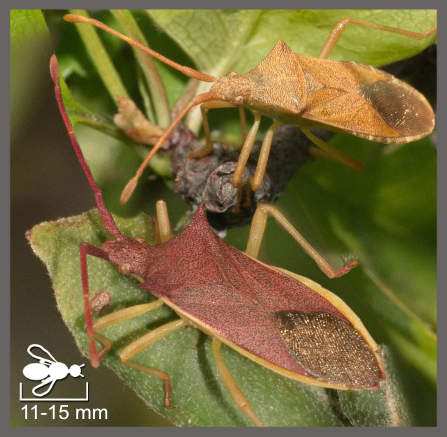 Gonocères - Gonocerus sp.