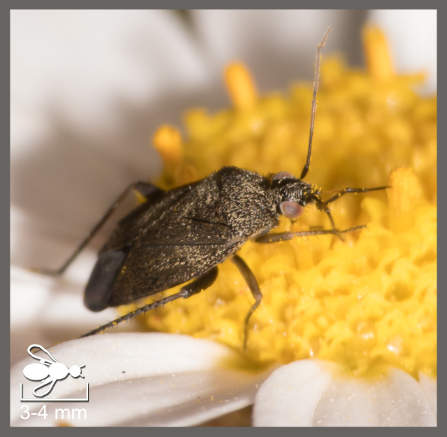 Lepidargyrus ancorifer