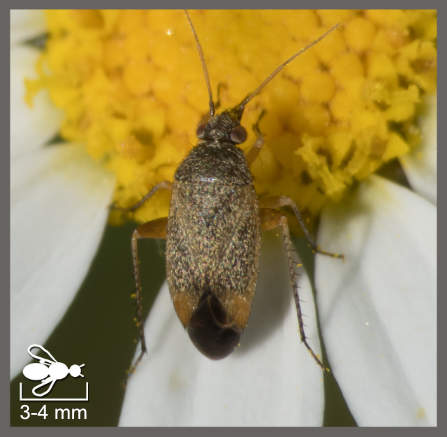 Lepidargyrus ancorifer
