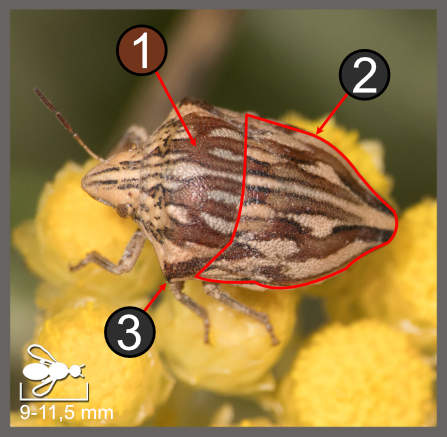 Odontotarsus robustus