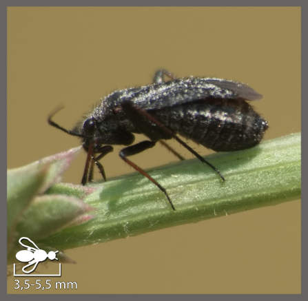 Orthocephalus saltator