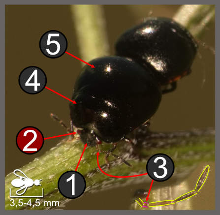 Coptosoma scutellatum