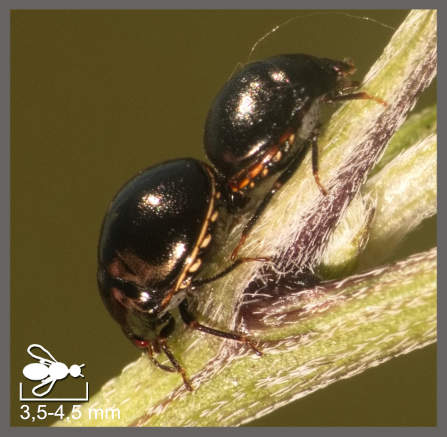 Coptosoma scutellatum