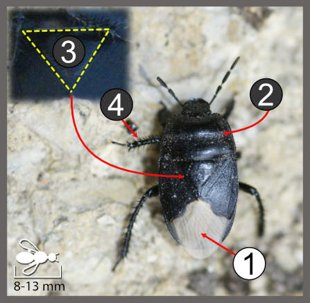 Cydnus aterrimus