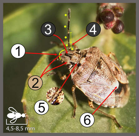 Holcogaster fibulata
