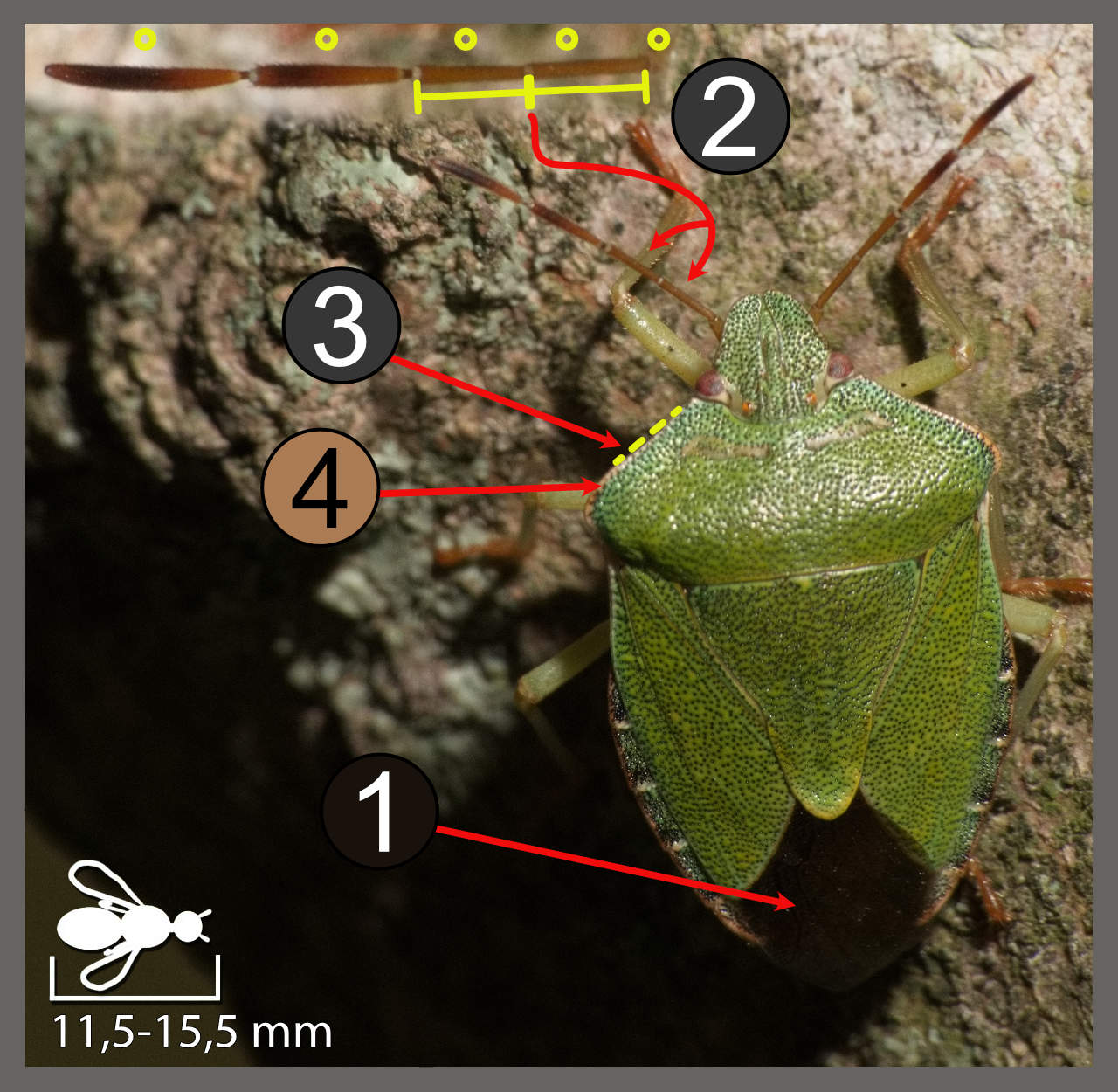Punaise verte - Palomena prasina | Identifier un insecte