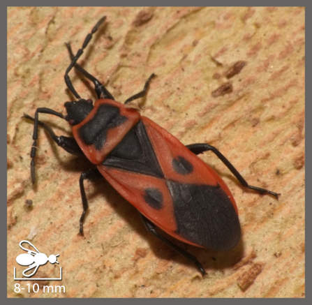 Pyrrhocore méditerranéen - Scantius aegyptius