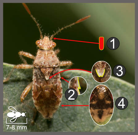 Rhopalus subrufus