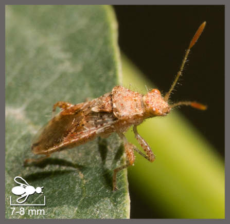 Rhopalus subrufus