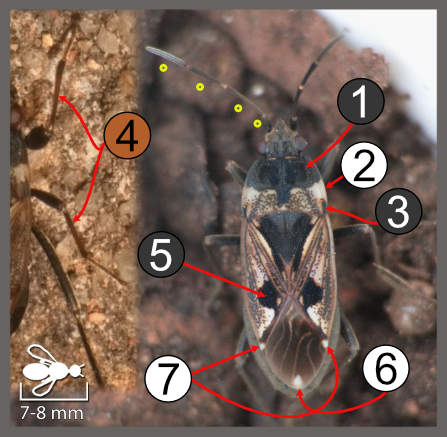 Rhyparochromus vulgaris