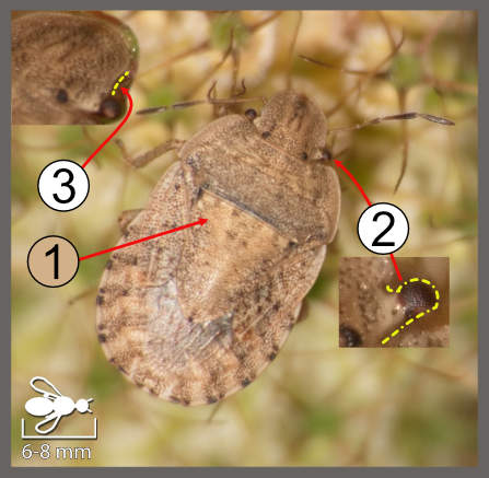 Sciocoris macrocephalus
