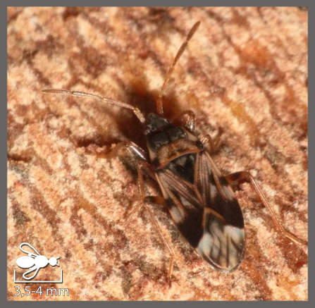 Scolopostethus patruelis