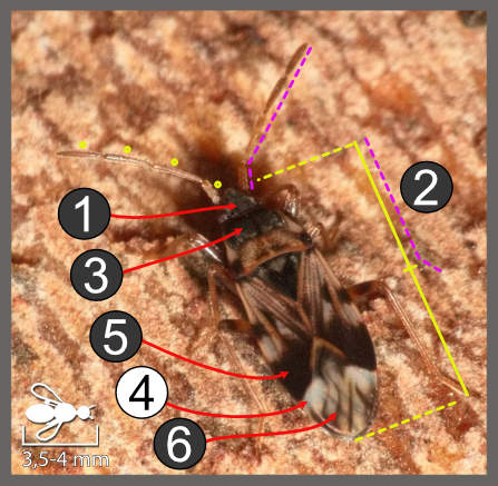 Scolopostethus patruelis