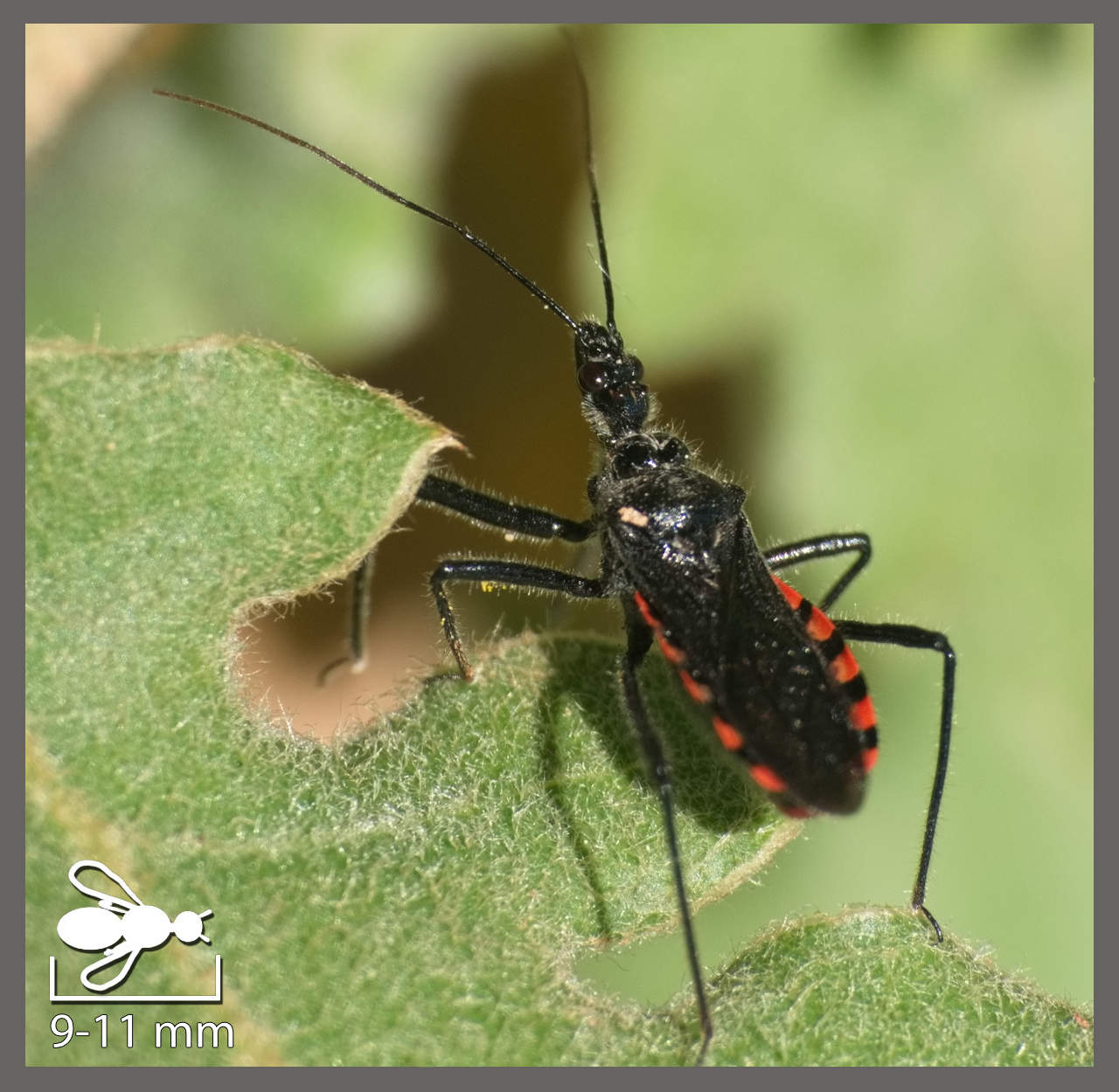 Sphedanolestes sanguineus