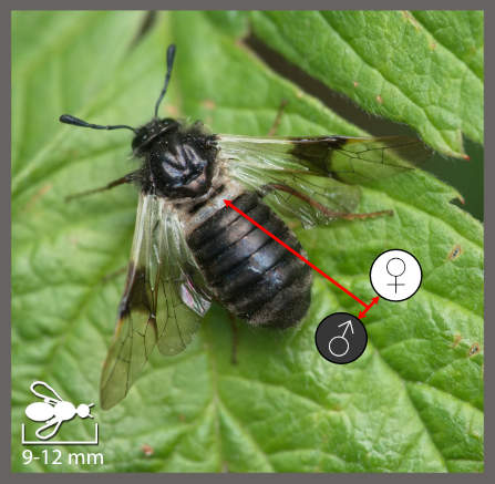 Abia fasciata