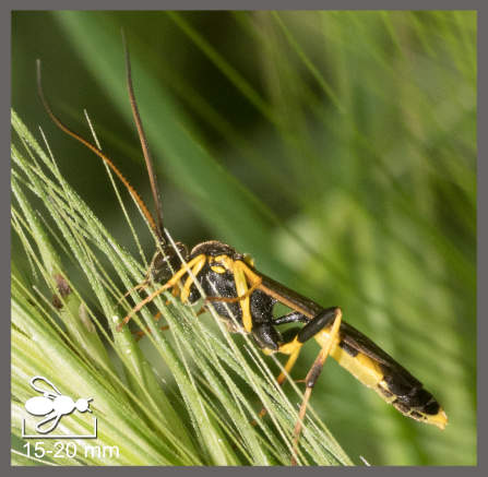 Amblyteles armatorius