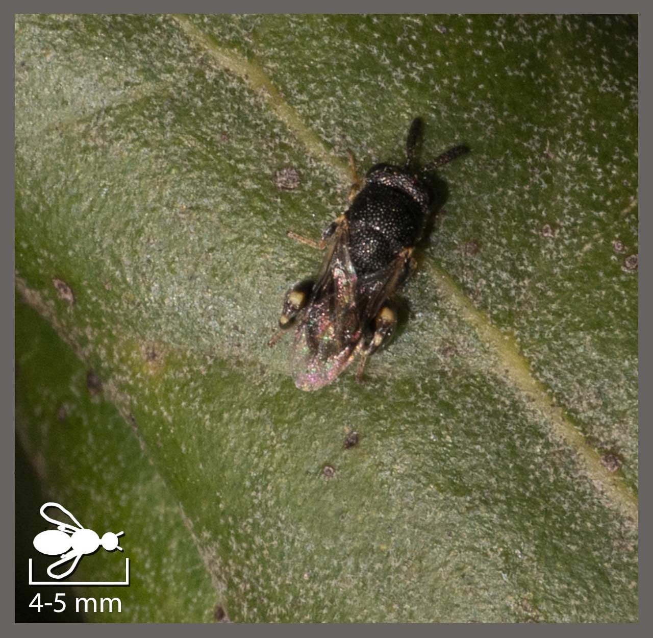 Brachymeria minuta - Brachymeria minuta | Identifier un insecte