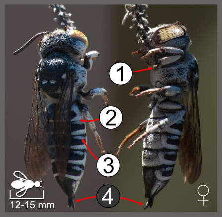 Coelioxys argentea