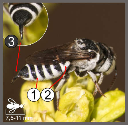 Coelioxys caudatus