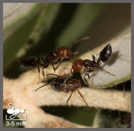 Crematogaster scutellaris