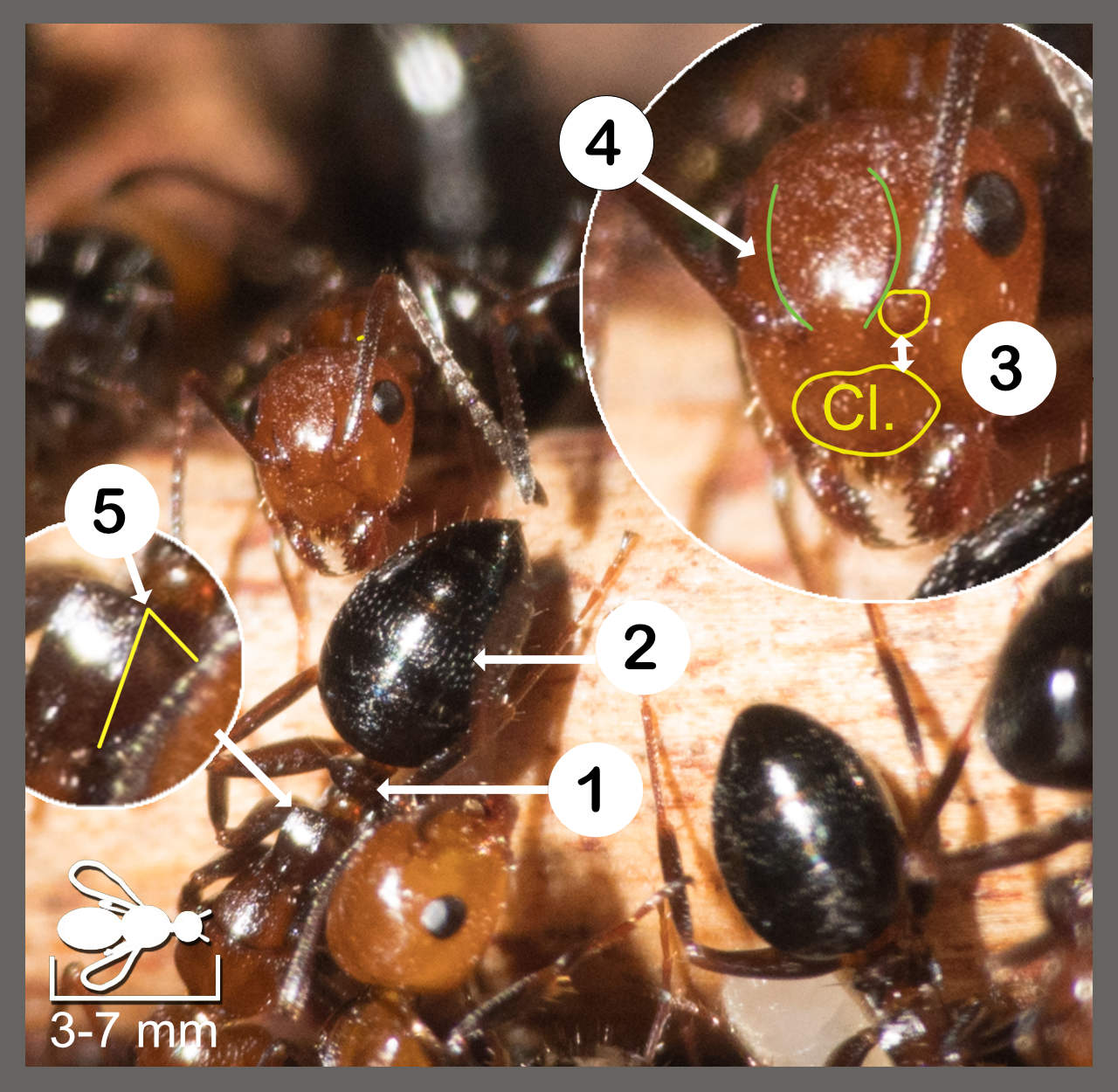 Fourmi Insecte Fourmi latérale - Camponotus lateralis | Identifier un insecte
