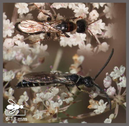 Meria - Meria sp.
