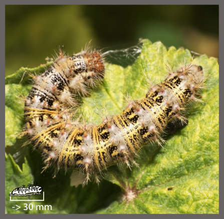 Belle-Dame - Vanessa cardui