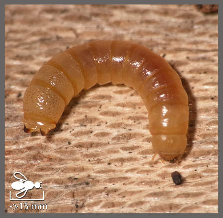 <em>Nalassus</em> - Nalassus sp.