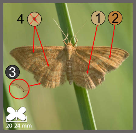 Idaea ochrata