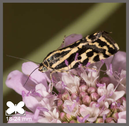 Emmelia trabealis