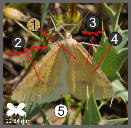 Aspitates ochrearia
