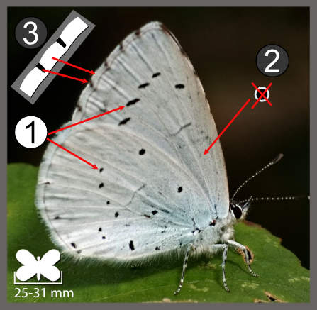 Celastrina argiolus