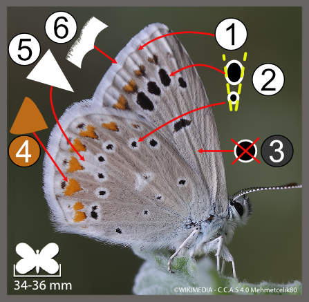 Polyommatus dorylas