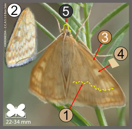 Sitochroa verticalis