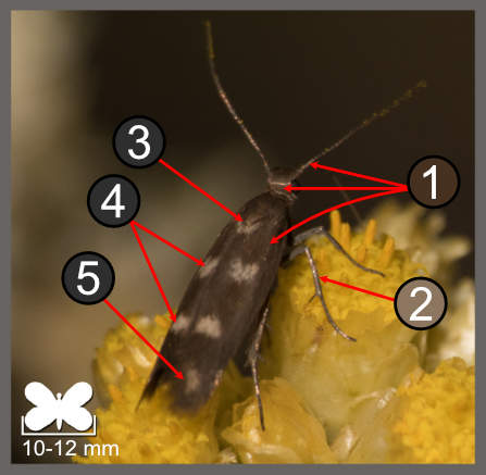 Scythris scopolella